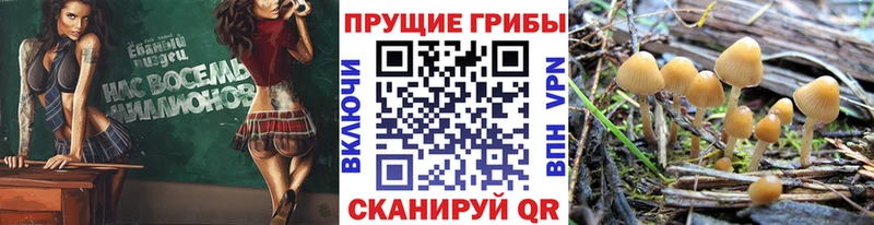 Купить где  Мичуринск  Галлюциногенные грибы мухоморы 